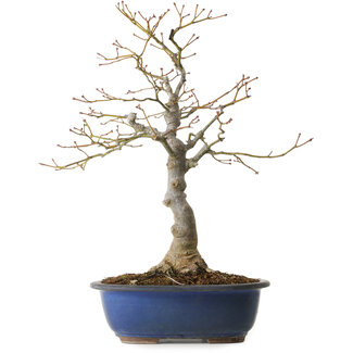 Acer palmatum, 20 cm, ± 30 years old