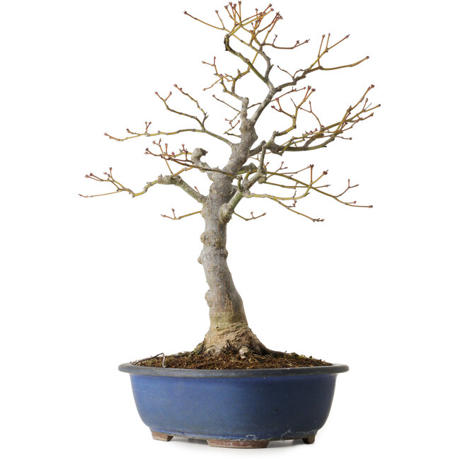 Acer palmatum, 20 cm, ca. 30 Jahre alt, mit einem Wurzelhals von 11 cm