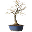 Acer palmatum, 20 cm, ± 30 ans, avec un nebari de 11 cm