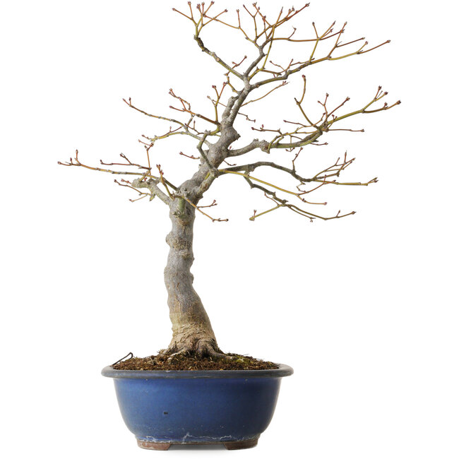 Acer palmatum, 20 cm, ± 30 jaar oud, met een nebari van 11 cm