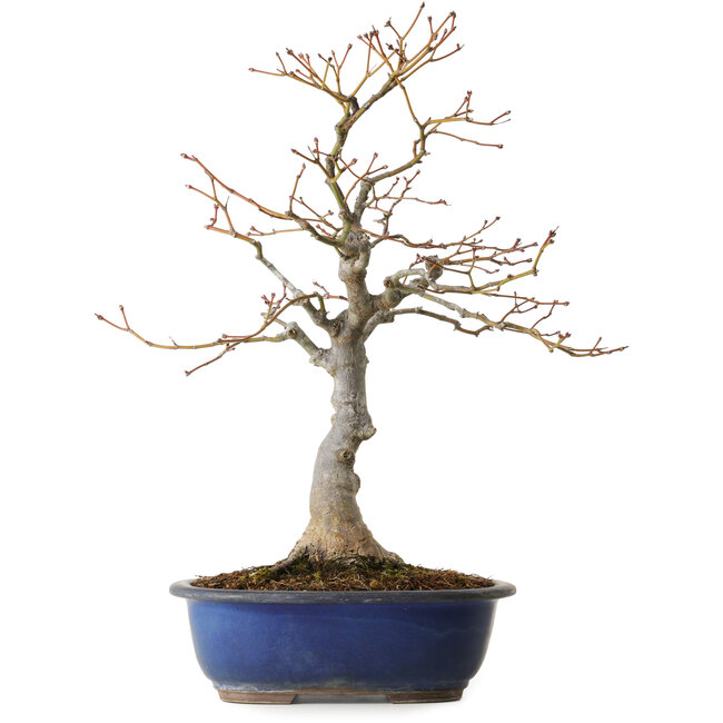 Acer palmatum, 20 cm, ca. 30 Jahre alt, mit einem Wurzelhals von 11 cm