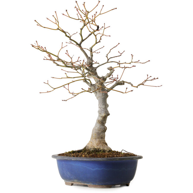 Acer palmatum, 20 cm, ± 30 years old, with a nebari of 11 cm