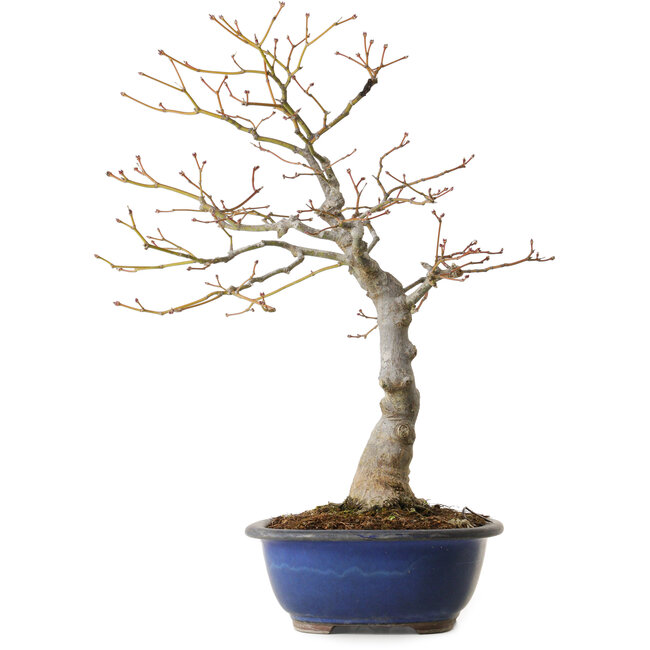 Acer palmatum, 20 cm, ± 30 ans, avec un nebari de 11 cm