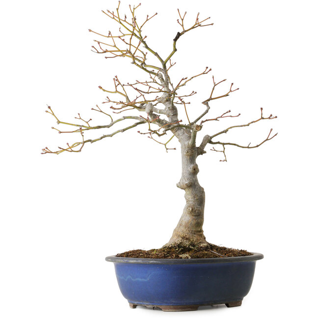 Acer palmatum, 20 cm, ± 30 ans, avec un nebari de 11 cm
