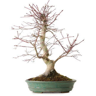 Acer palmatum Deshojo, 20 cm, ± 15 años