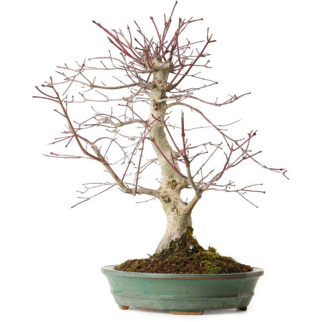 Acer palmatum Deshojo, 20 cm, ± 15 años
