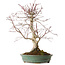 Acer palmatum Deshojo, 20 cm, ± 15 ans