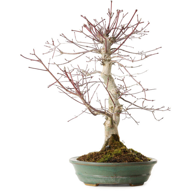 Acer palmatum Deshojo, 20 cm, ± 15 jaar oud