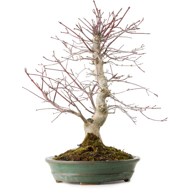 Acer palmatum Deshojo, 20 cm, ± 15 anni