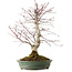 Acer palmatum Deshojo, 20 cm, ± 15 ans