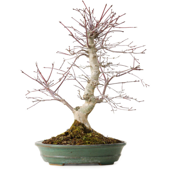 Acer palmatum Deshojo, 20 cm, ± 15 ans