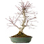 Acer palmatum Deshojo, 20 cm, ± 15 years old