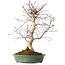 Acer palmatum Deshojo, 20 cm, ± 15 años