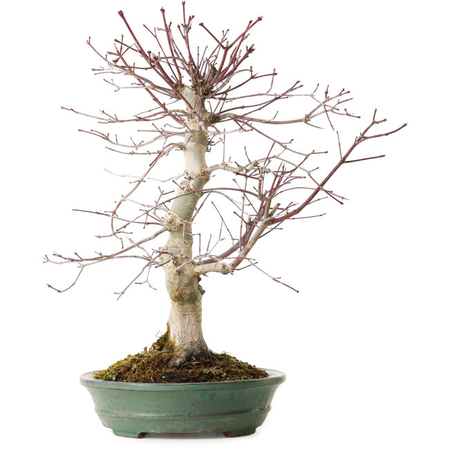 Acer palmatum Deshojo, 20 cm, ± 15 years old