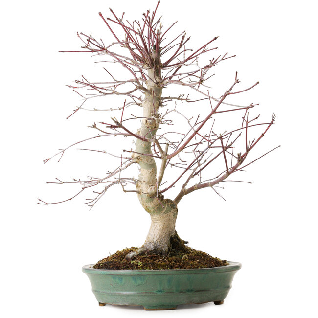 Acer palmatum Deshojo, 20 cm, ± 15 anni