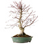Acer palmatum Deshojo, 20 cm, ± 15 años