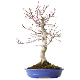 Acer palmatum Deshojo, 20 cm, ± 15 Jahre alt