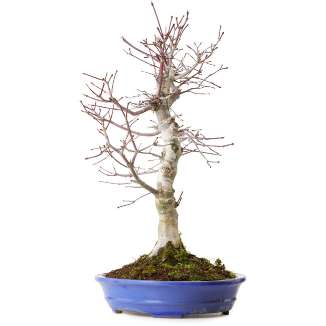 Acer palmatum Deshojo, 20 cm, ± 15 años