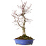 Acer palmatum Deshojo, 20 cm, ± 15 years old