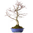 Acer palmatum Deshojo, 20 cm, ± 15 jaar oud