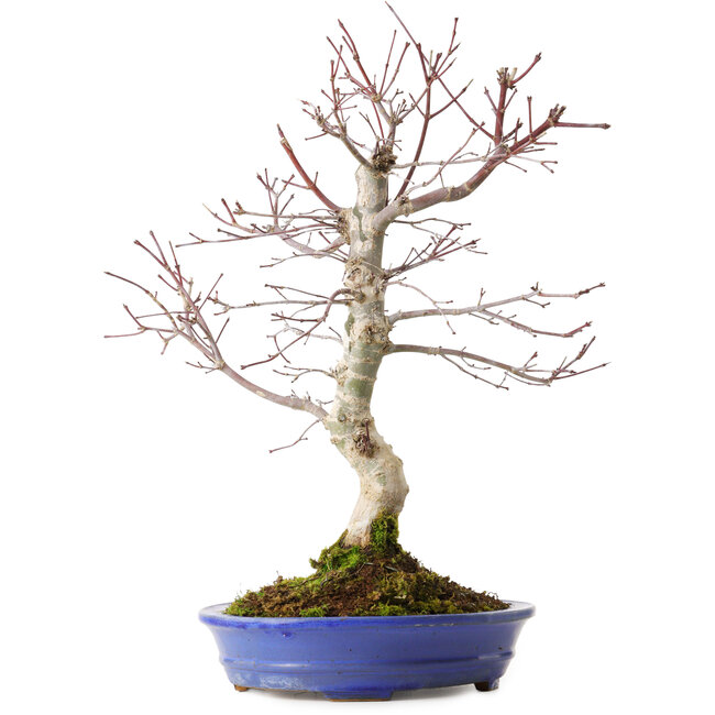 Acer palmatum Deshojo, 20 cm, ± 15 anni