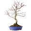 Acer palmatum Deshojo, 20 cm, ± 15 years old