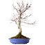 Acer palmatum Deshojo, 20 cm, ± 15 jaar oud