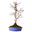 Acer palmatum Deshojo, 20 cm, ± 15 años