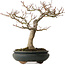 Acer palmatum Shishigashira, 20 cm, ± 35 jaar oud, met een nebari van 12 cm