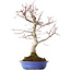 Acer palmatum Deshojo, 20 cm, ± 15 jaar oud