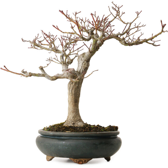 Acer palmatum Shishigashira, 20 cm, ± 35 years old, with a nebari of 12 cm