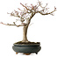 Acer palmatum Shishigashira, 20 cm, ± 35 anni, con un nebari di 12 cm