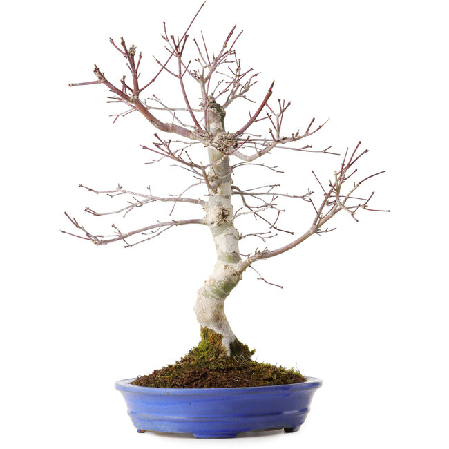 Acer palmatum Deshojo, 20 cm, ± 15 years old