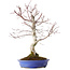 Acer palmatum Deshojo, 20 cm, ± 15 años
