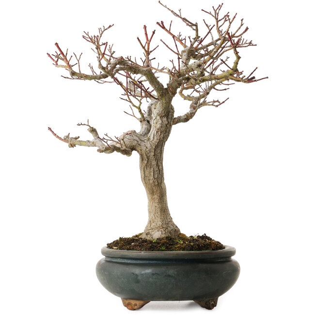 Acer palmatum Shishigashira, 20 cm, ± 35 ans, avec un nebari de 12 cm