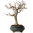 Acer palmatum Shishigashira, 20 cm, ± 35 ans, avec un nebari de 12 cm