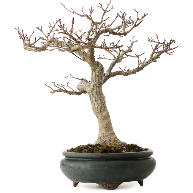 Acer palmatum Shishigashira, 20 cm, ± 35 ans, avec un nebari de 12 cm