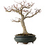 Acer palmatum Shishigashira, 20 cm, ± 35 anni, con un nebari di 12 cm
