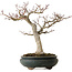 Acer palmatum Shishigashira, 20 cm, ± 35 jaar oud, met een nebari van 12 cm