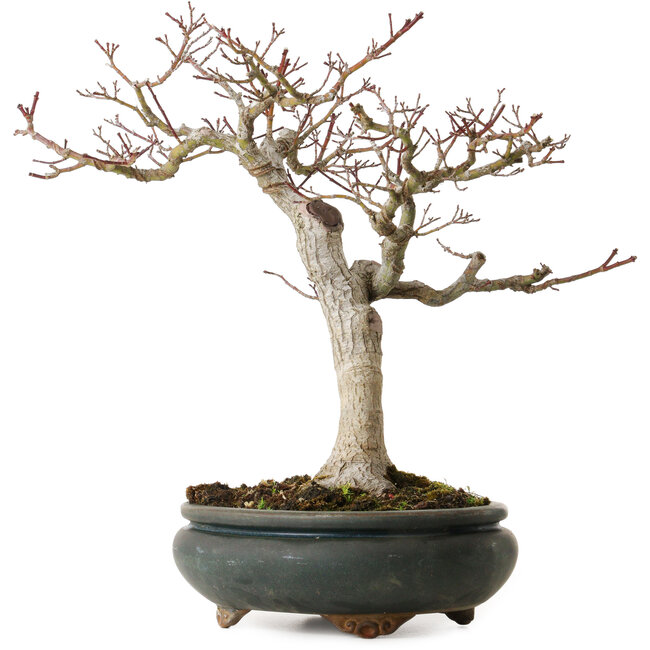 Acer palmatum Shishigashira, 20 cm, ± 35 anni, con un nebari di 12 cm