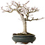 Acer palmatum Shishigashira, 20 cm, ± 35 ans, avec un nebari de 12 cm