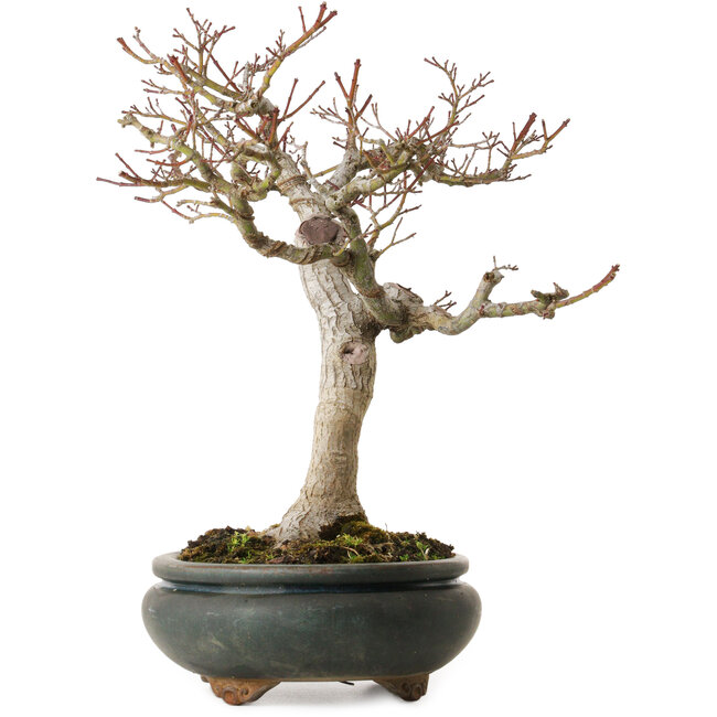 Acer palmatum Shishigashira, 20 cm, ± 35 jaar oud, met een nebari van 12 cm
