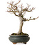 Acer palmatum Shishigashira, 20 cm, ± 35 ans, avec un nebari de 12 cm