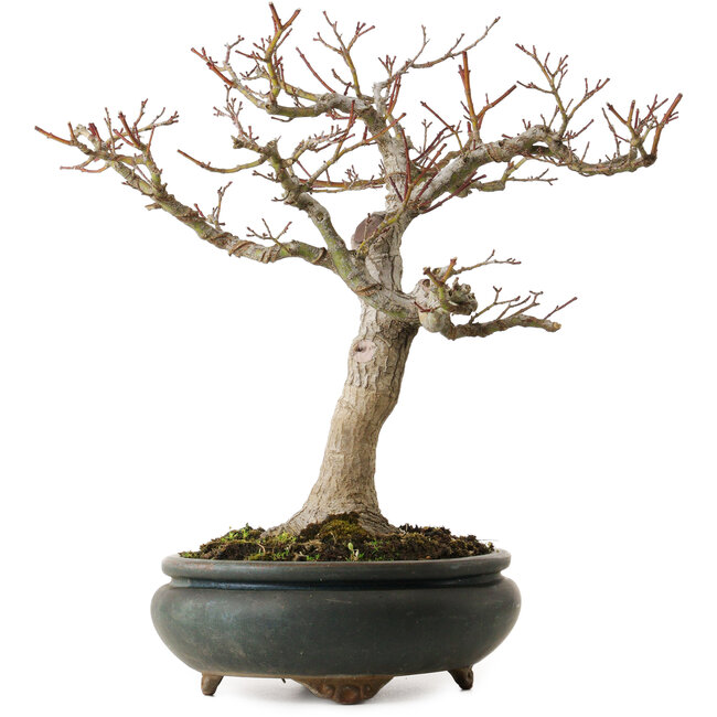 Acer palmatum Shishigashira, 20 cm, ± 35 años, con un nebari de 12 cm