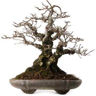 antique Chinese Malus sieboldii, 20 cm, ± 45 años