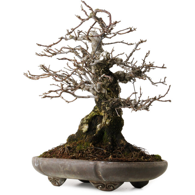 Malus sieboldii, 20 cm, ± 45 anni, con un nebari di 24 cm, disegnato da Shinji Suzuki, in un antico vaso cinese