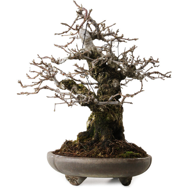 Malus sieboldii, 20 cm, ± 45 jaar oud, met een nebari van 24 cm, gestyled door Shinji Suzuki, in een antieke Chinese pot.