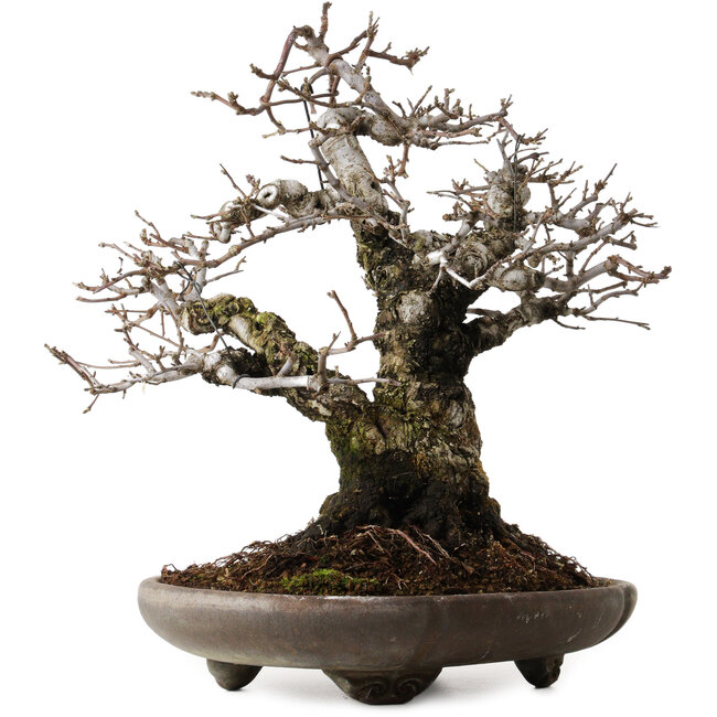 Apfelbaum (Malus sieboldii), 20 cm, ca. 45 Jahre alt, mit einem Wurzelhals von 24 cm, gestaltet von Shinji Suzuki, in einem antiken chinesischen Topf