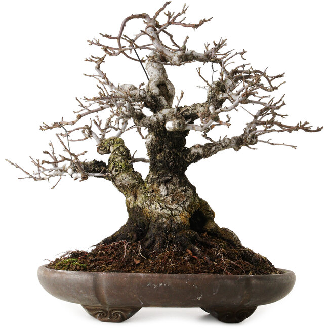 Malus sieboldii, 20 cm, ± 45 anni, con un nebari di 24 cm, disegnato da Shinji Suzuki, in un antico vaso cinese