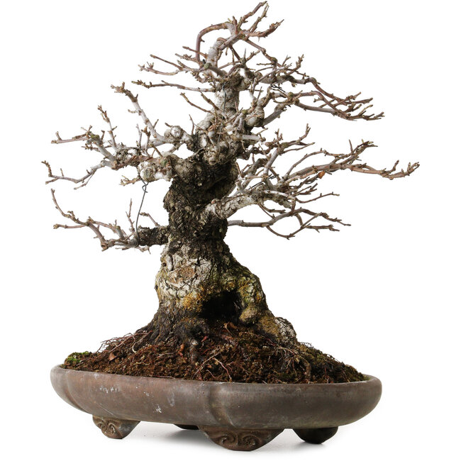 Malus sieboldii, 20 cm, ± 45 jaar oud, met een nebari van 24 cm, gestyled door Shinji Suzuki, in een antieke Chinese pot.